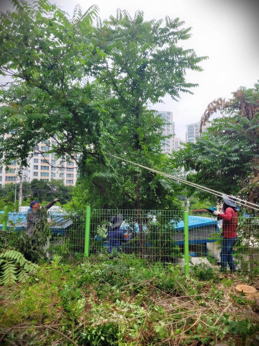 24수목관리26.jpg